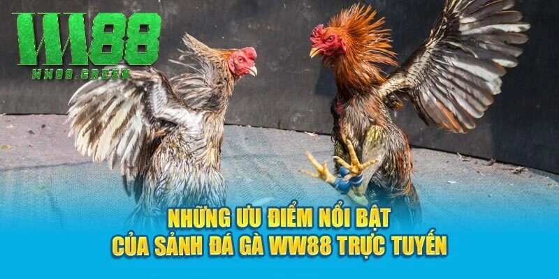 Những ưu điểm nổi bật của sảnh đá gà WW88 trực tuyến
